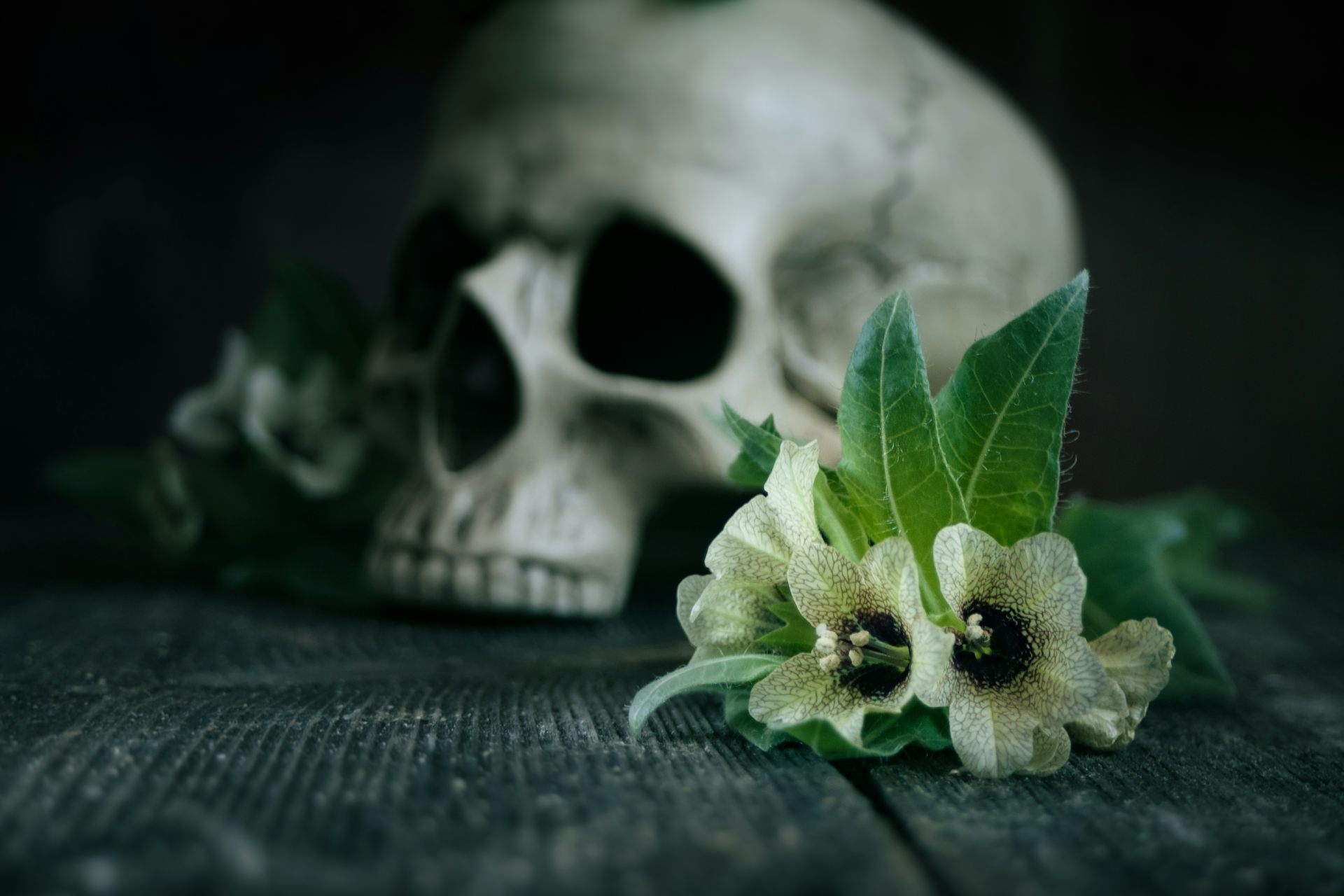 Skull on wooden floorboards with white bell shaped flowers in foreground.