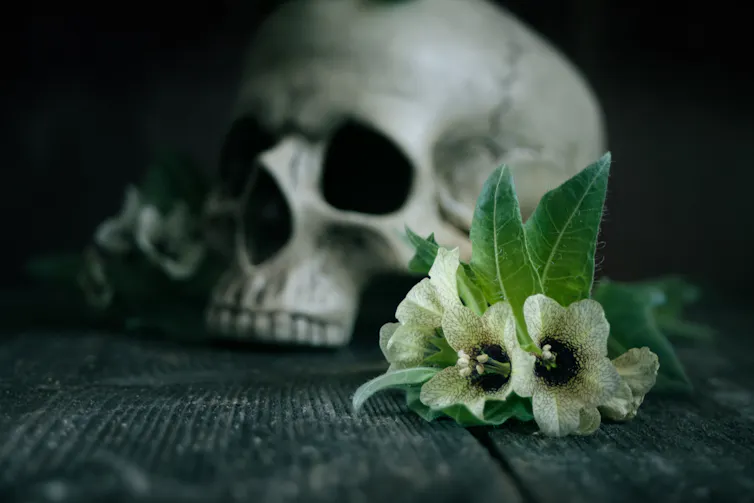 Skull on wooden floorboards with white bell shaped flowers in foreground.