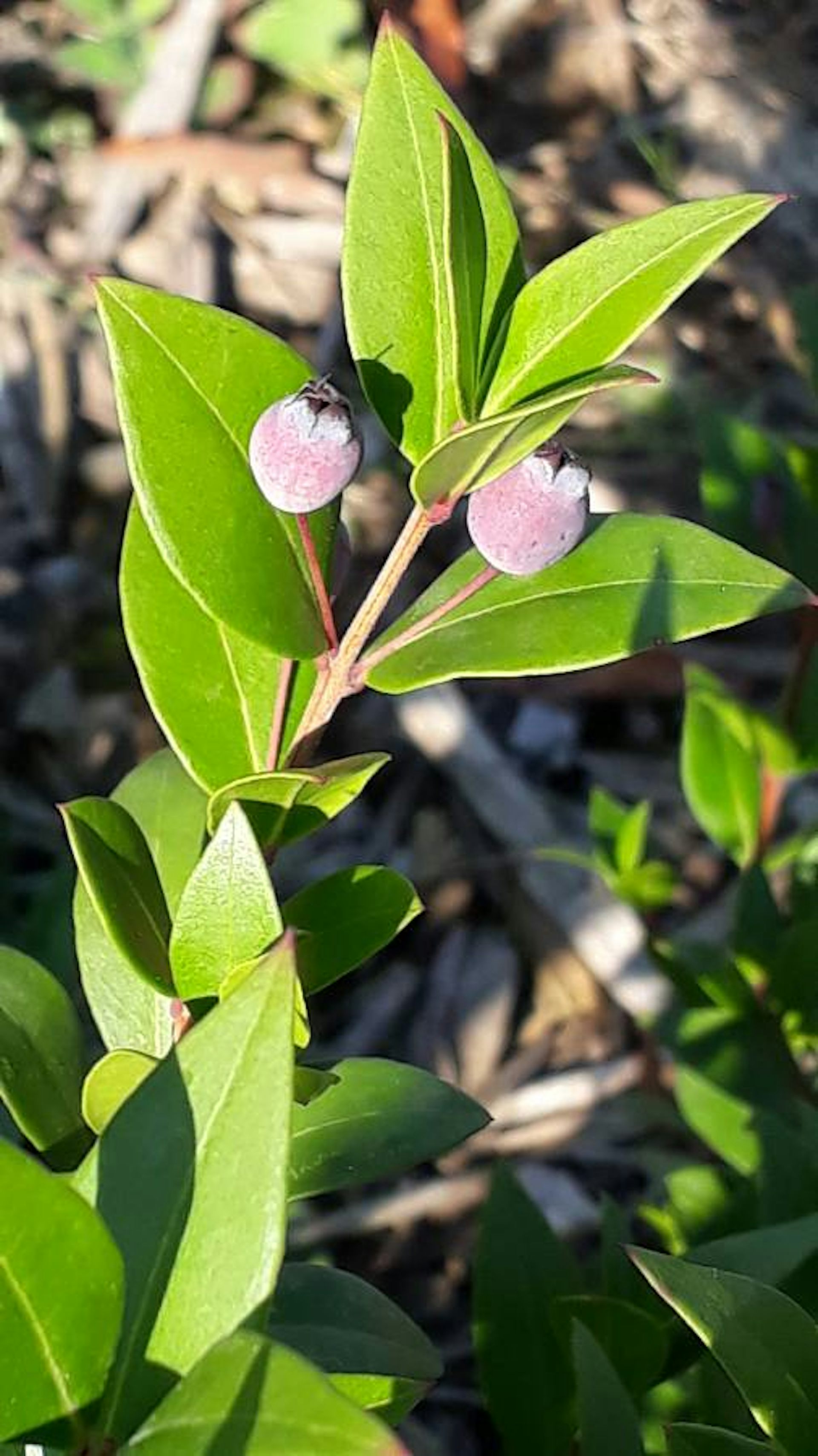 Myrtus communis plantée dans la forêt de Charonne