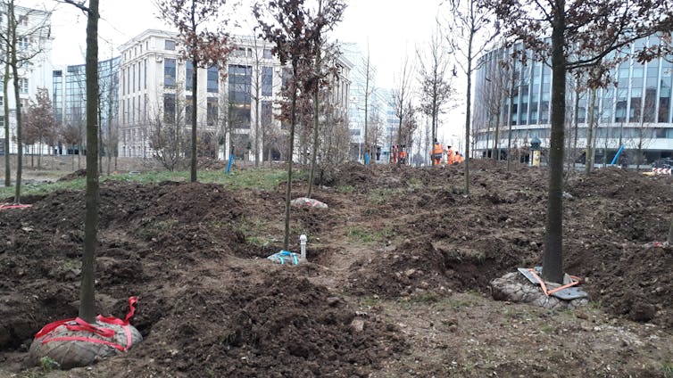What are the effects for the brand new "urban forests" of town of Paris? 2 Place de la Catalogne forest construction site