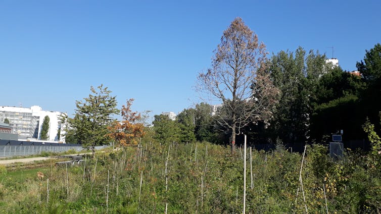 What are the effects for the brand new "urban forests" of town of Paris? 5 Charonne Urban Forest