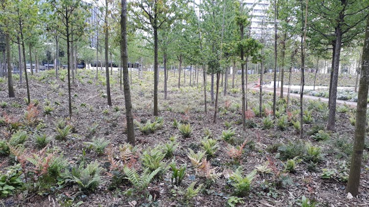 What are the effects for the brand new "urban forests" of town of Paris? 4 Urban Forest Place de la Catalunia