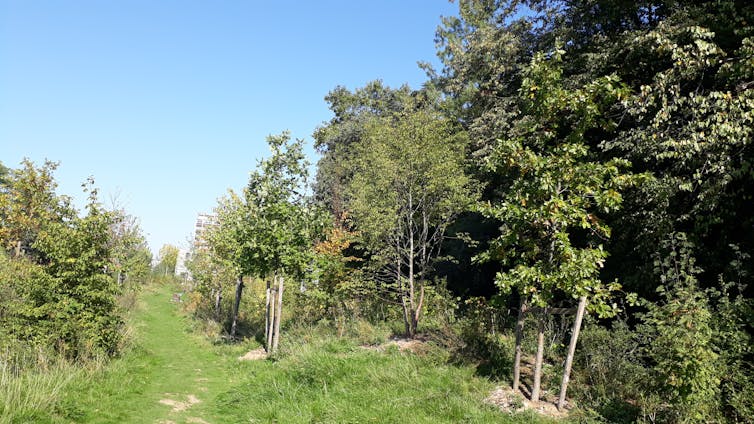 What are the effects for the brand new "urban forests" of town of Paris? 3 Charonne Urban Forest