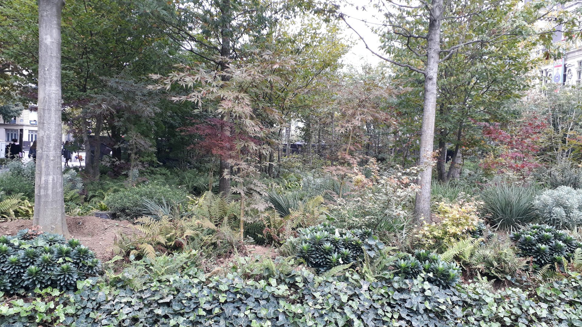 City Hall Urban Forest