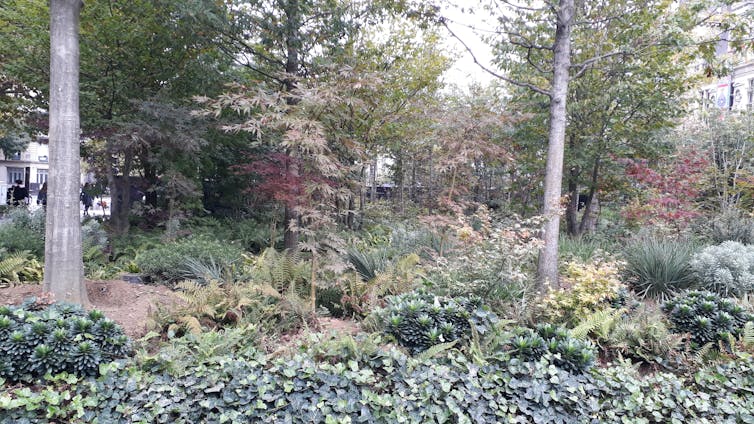 What are the effects for the brand new "urban forests" of town of Paris? 6 City Hall Urban Forest