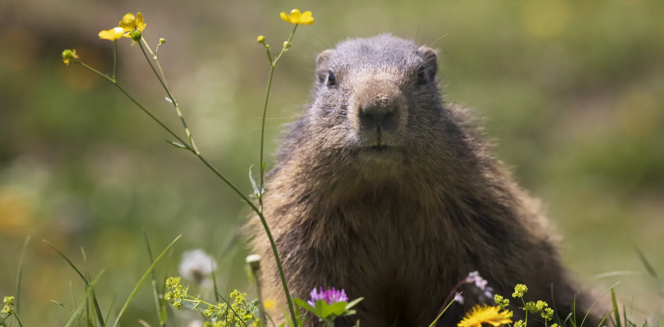 Image related to Groundhogs are lousy forecasters but valuable animal engineers