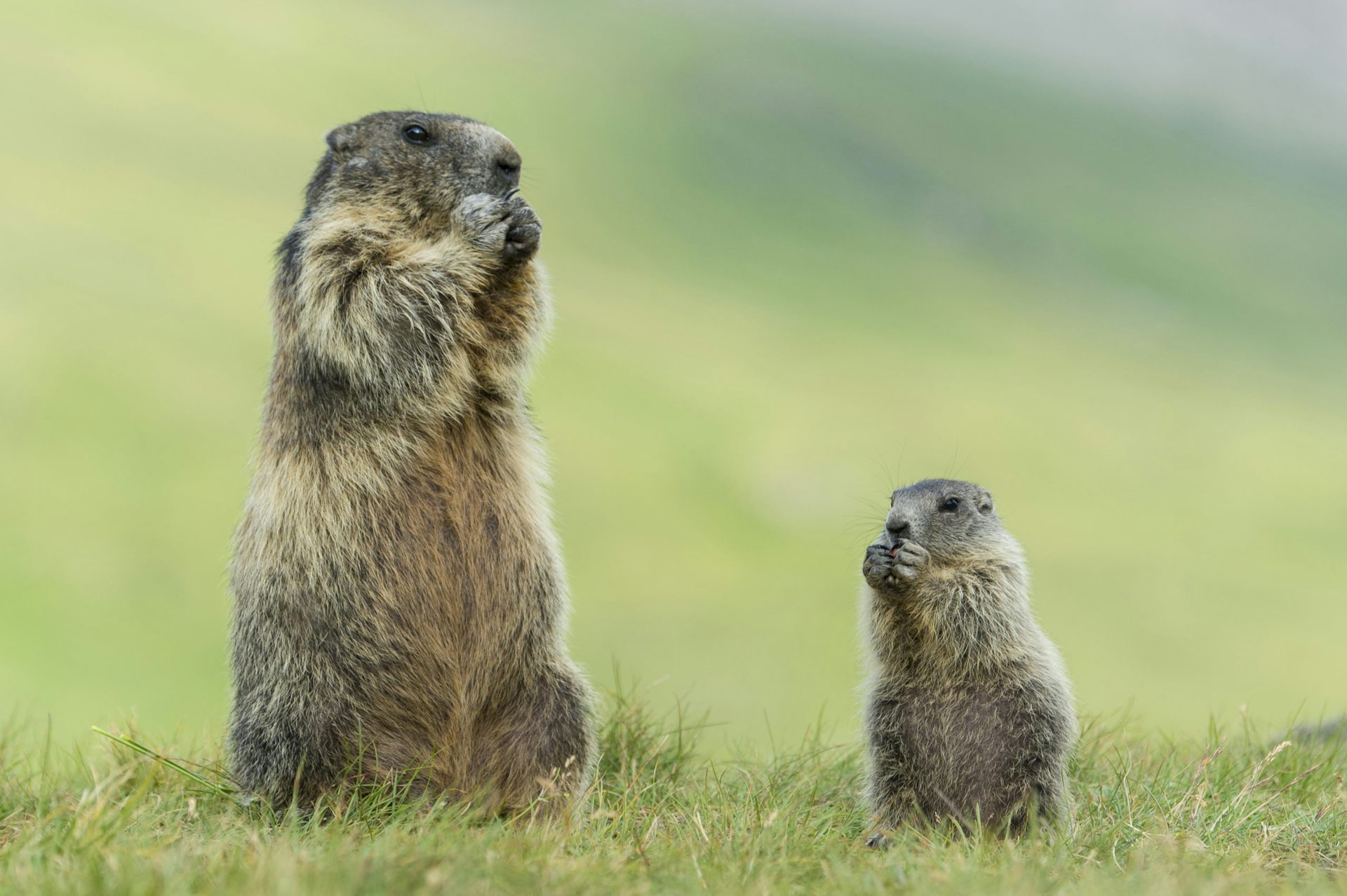 las marmotas adultas y jóvenes en un campo de hierba se sientan sobre sus patas traseras, comen con las patas delanteras en la boca