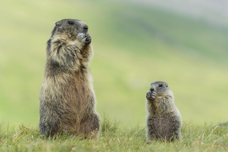 Las marmotas son malos pronosticadores, pero valiosos ingenieros animales y una importante fuente de alimento. 1 las marmotas adultas y jóvenes en un campo de hierba se sientan sobre sus patas traseras, comen con las patas delanteras en la boca