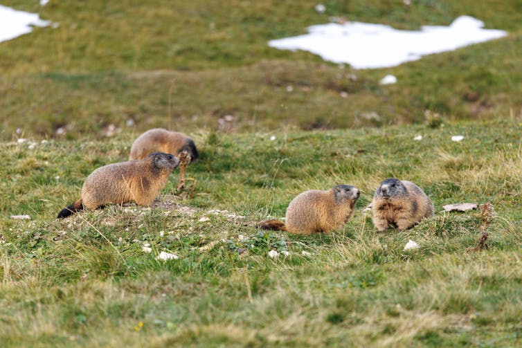 Las marmotas son malos pronosticadores, pero valiosos ingenieros animales y una importante fuente de alimento. 3 Familia de marmotas sobre el césped con algunos parches de nieve.