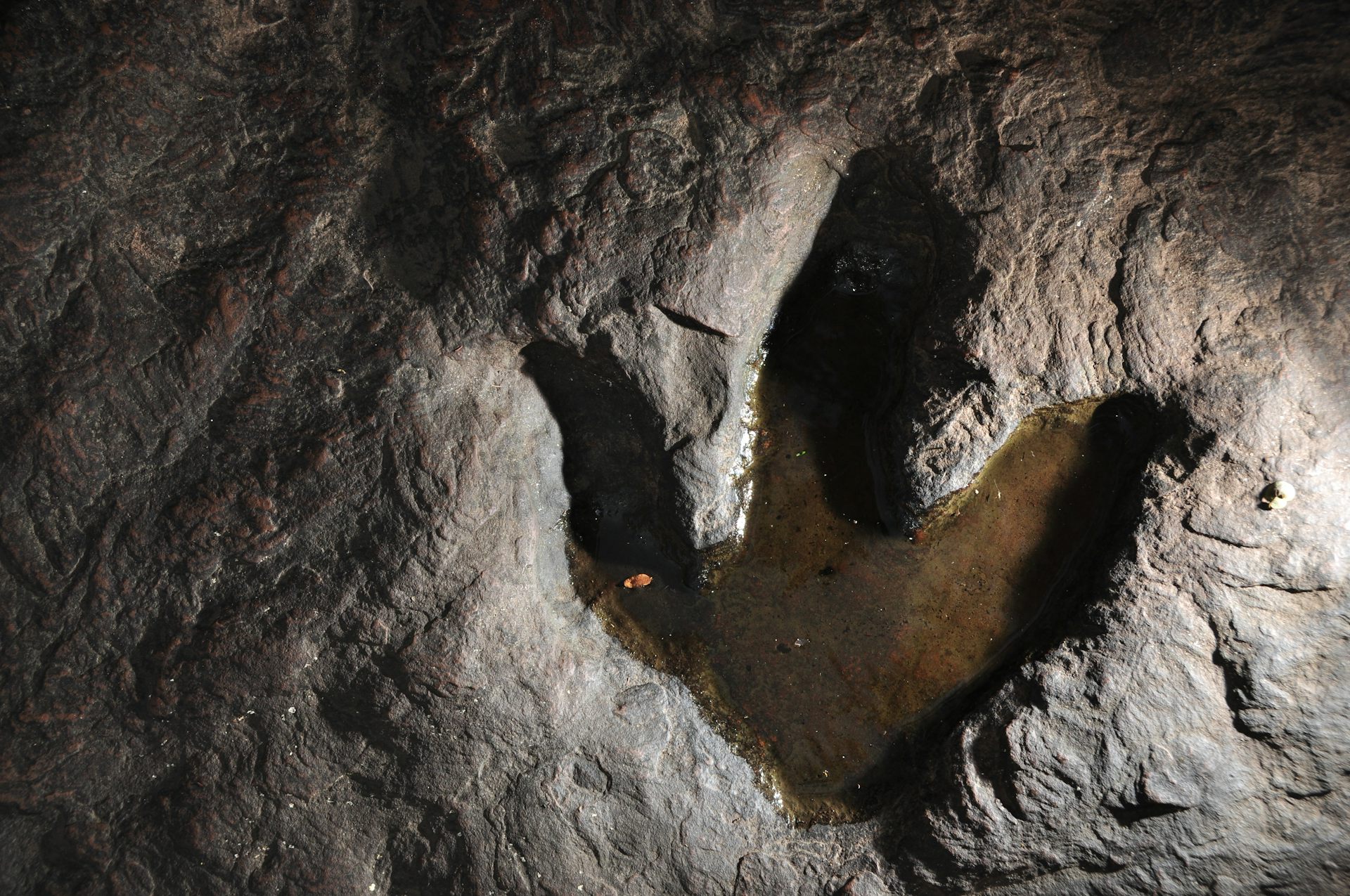 AI Enhances the Challenge of Identifying Dinosaurs from Footprints