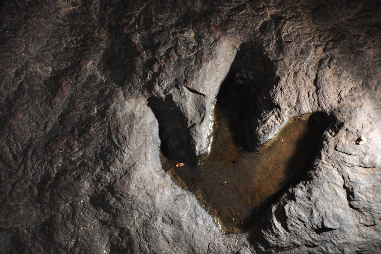 Fossilised dinosaur footprint