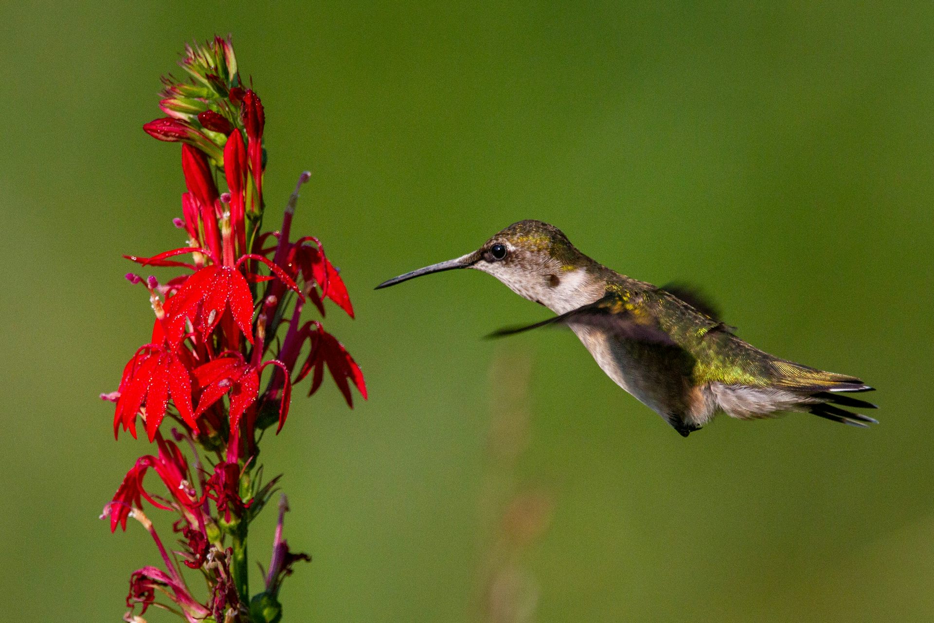 Red flowers have a ‘magic trait’ to attract birds and keep bees away