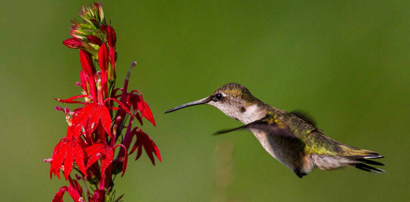 Red flowers have a ‘magic trait’ to attract birds and keep bees away Red flowers have a ‘magic trait’ to attract birds and keep bees away