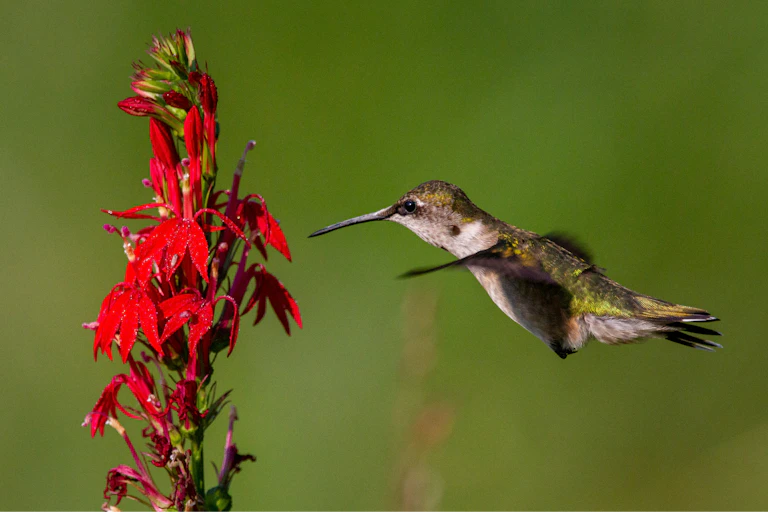 A hummingbird flies in front of a bright red flower.
