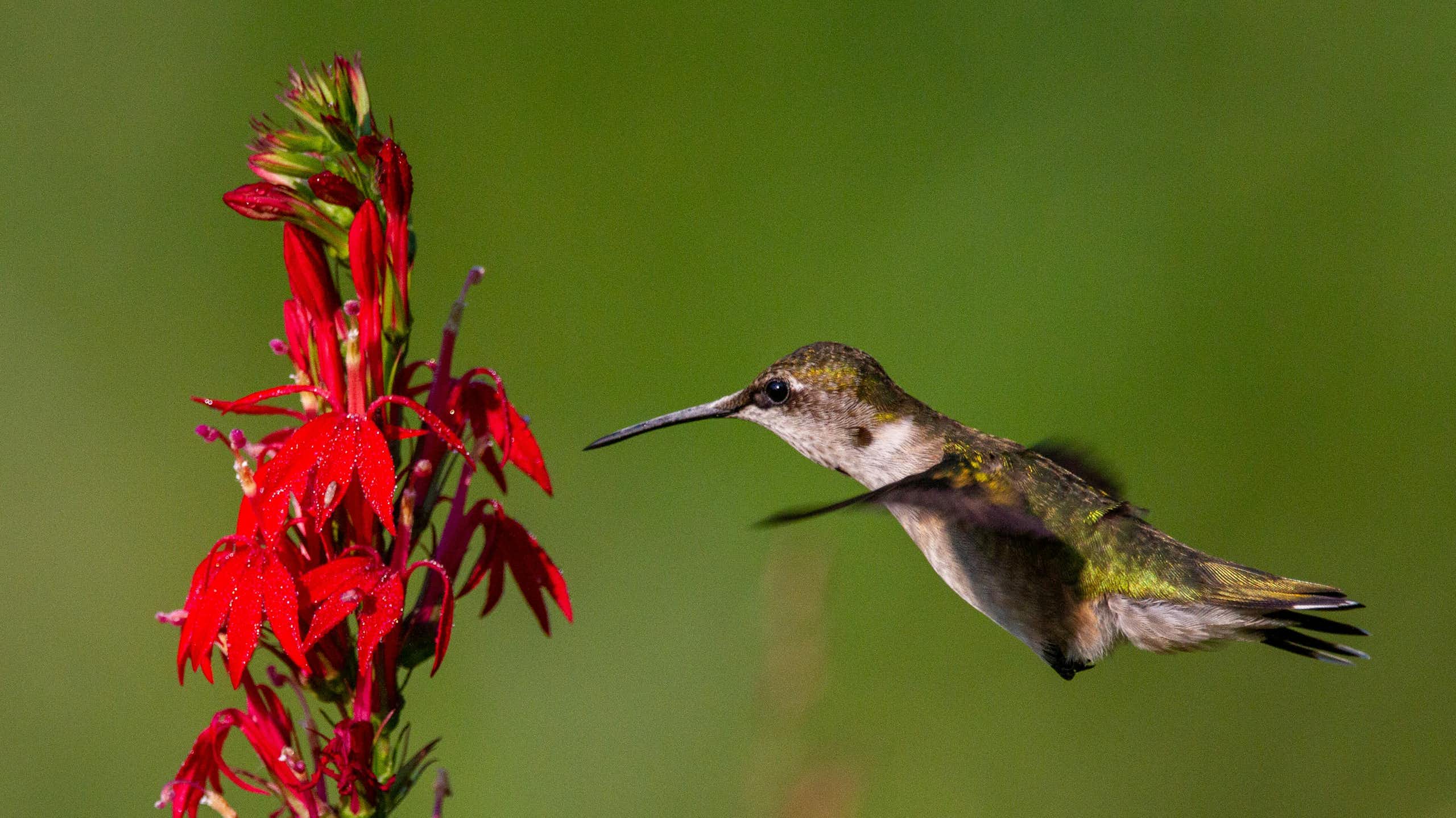 A hummingbird flies in front of a bright red flower.