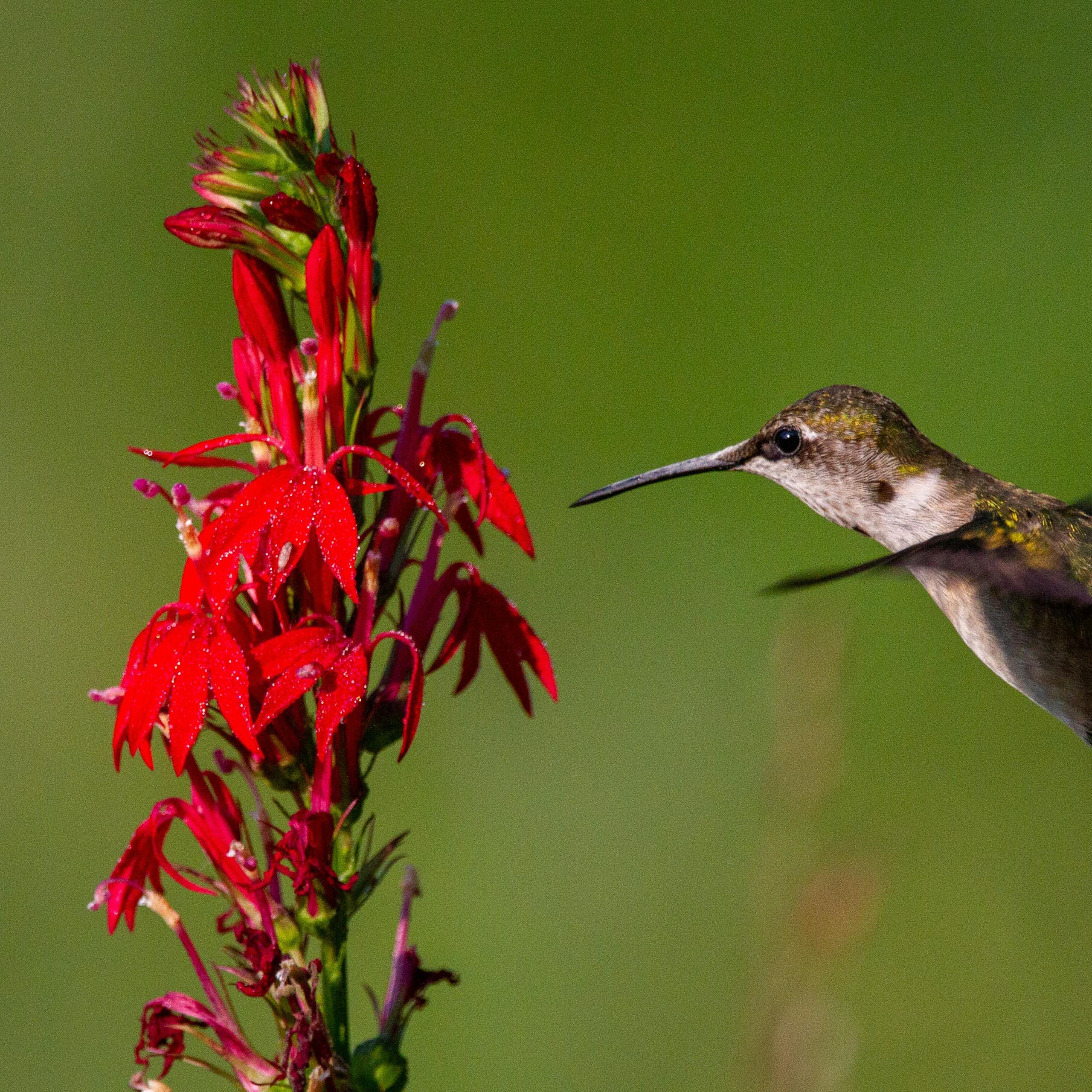 A hummingbird flies in front of a bright red flower.