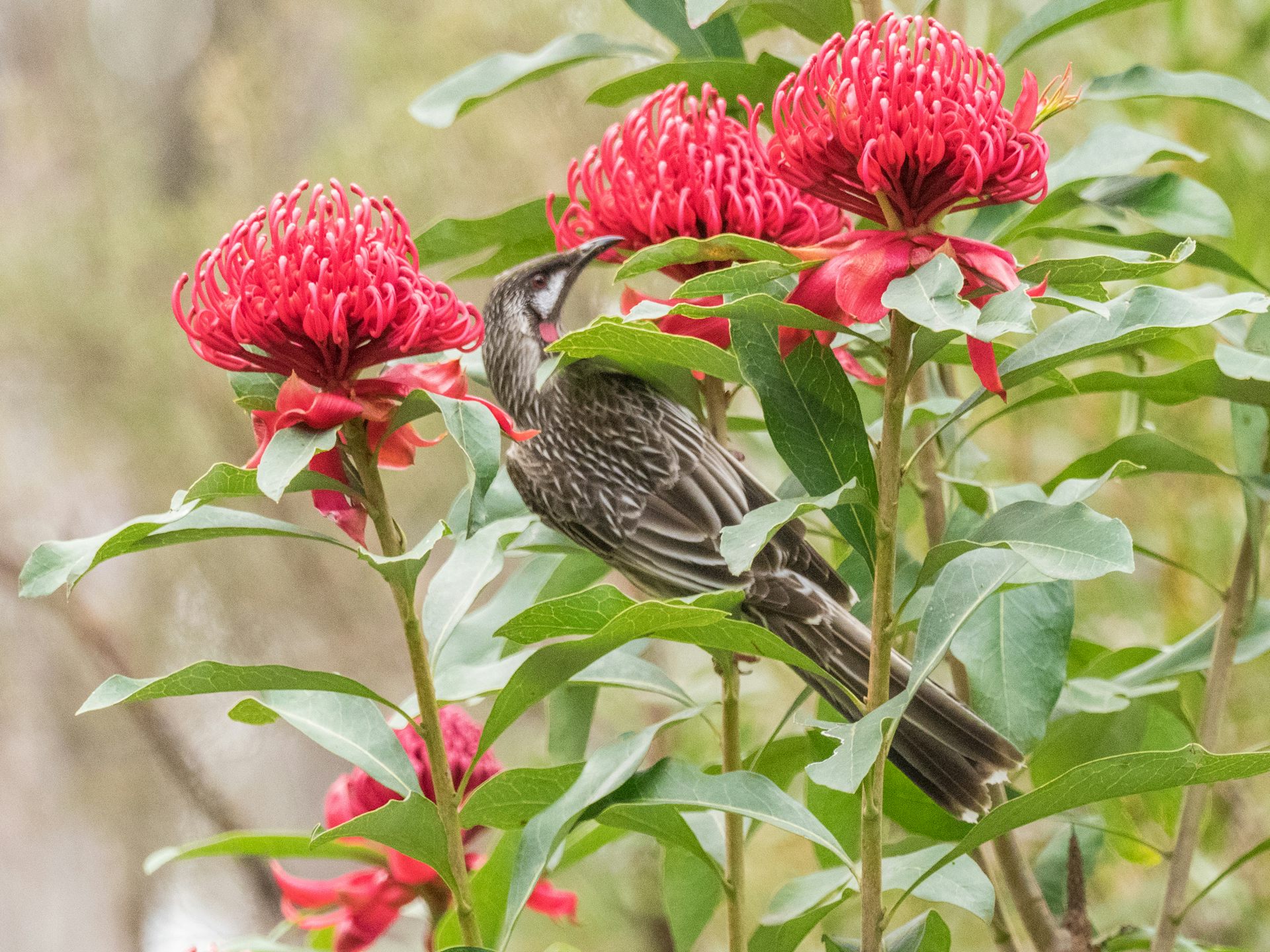 A bird eating nectar from red flowers.