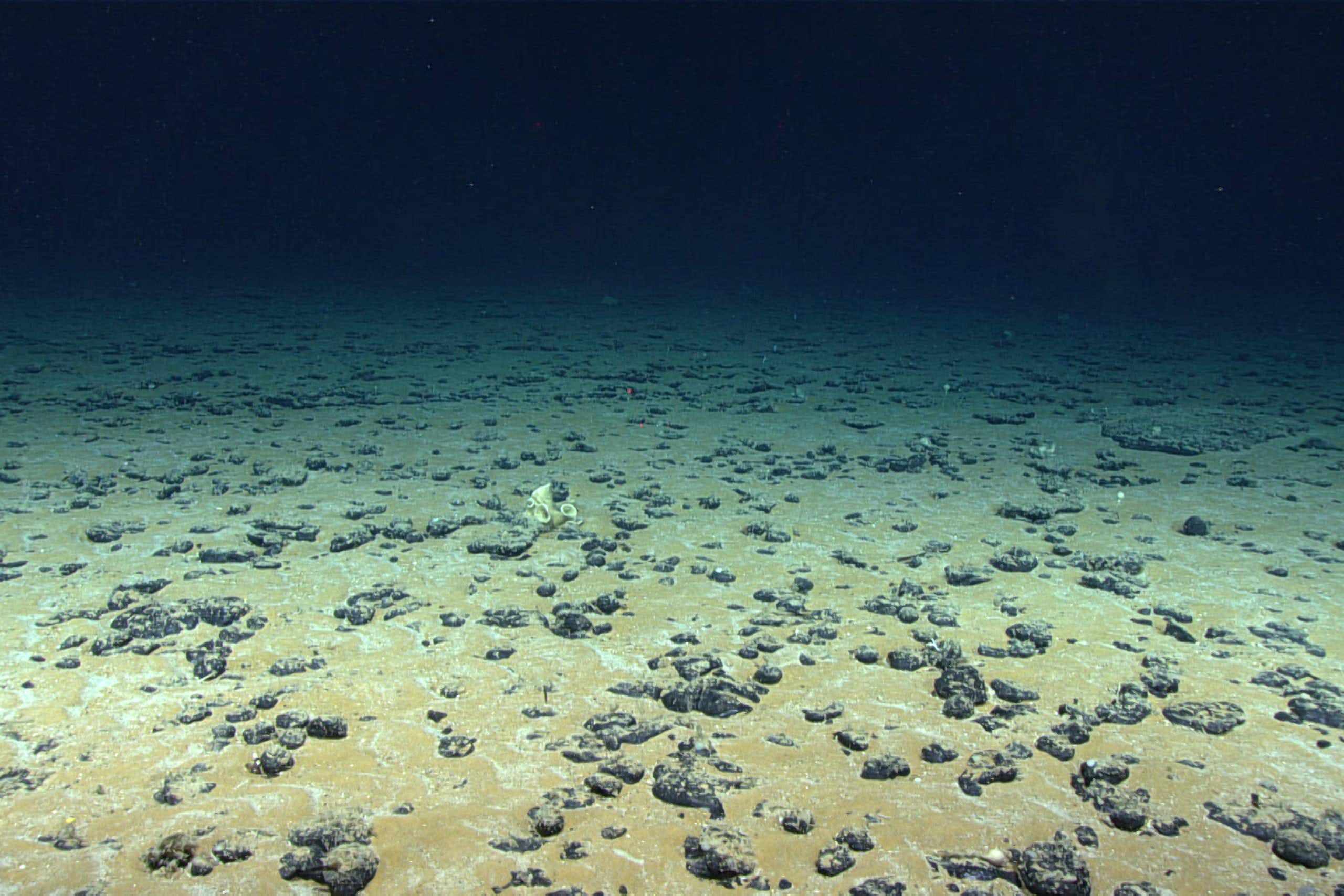 The seafloor dotted with black rocks