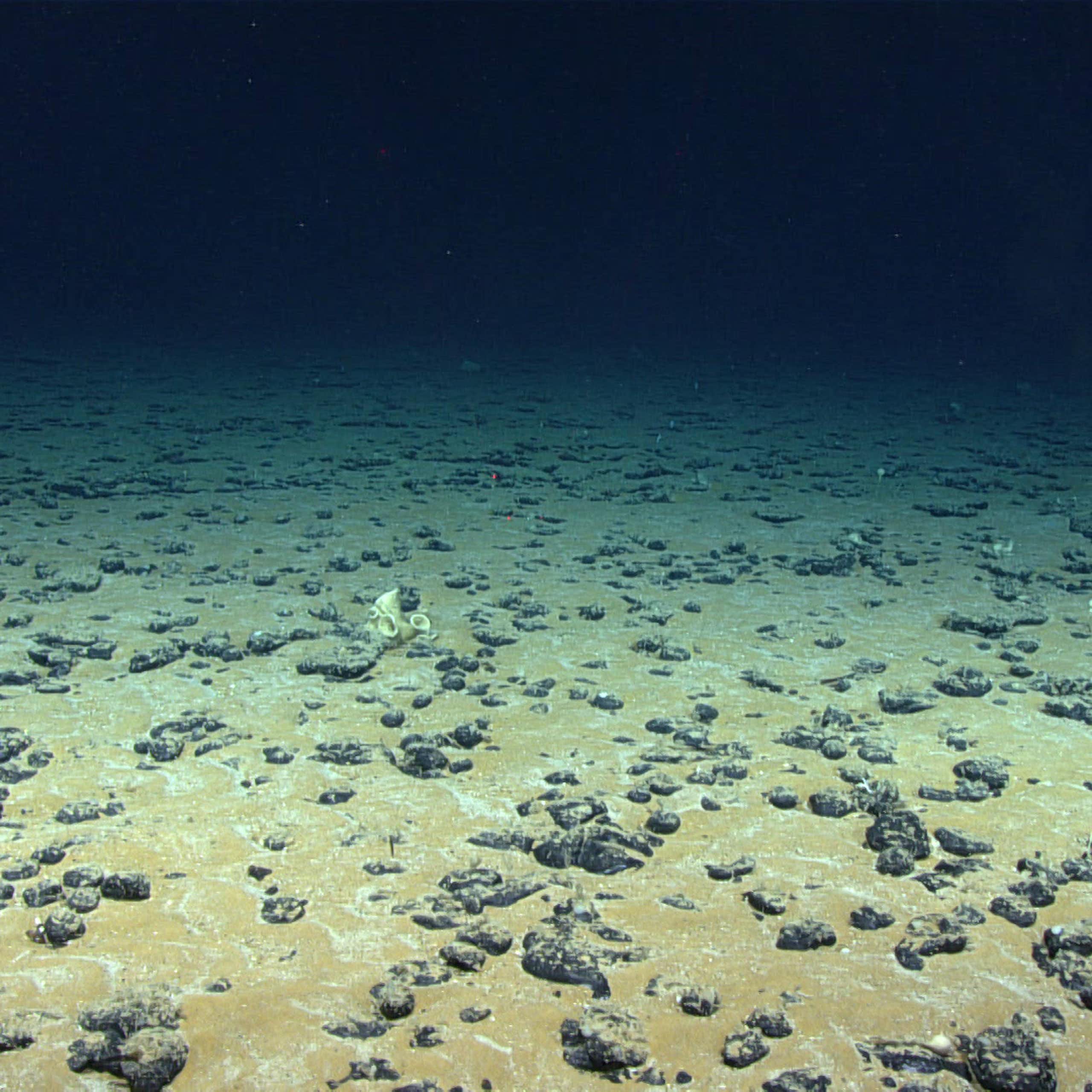 The seafloor dotted with black rocks