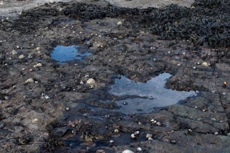 A pair of Middle Jurassic-aged theropod footprints on the Isle of Skye in Scotland.