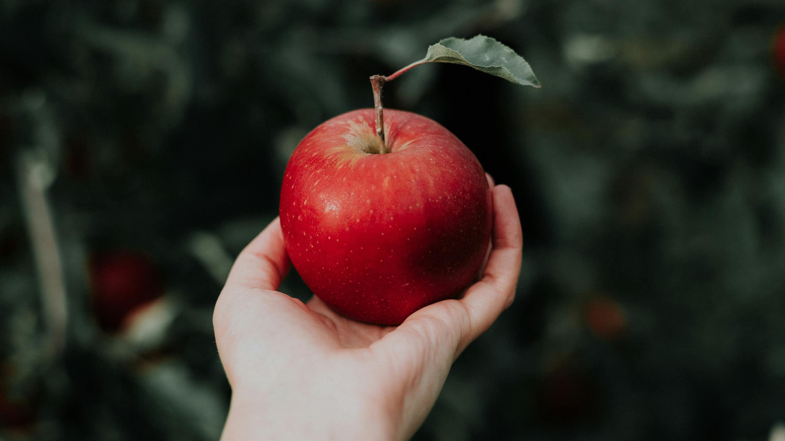 Close up shot of a hand holding a red apple.