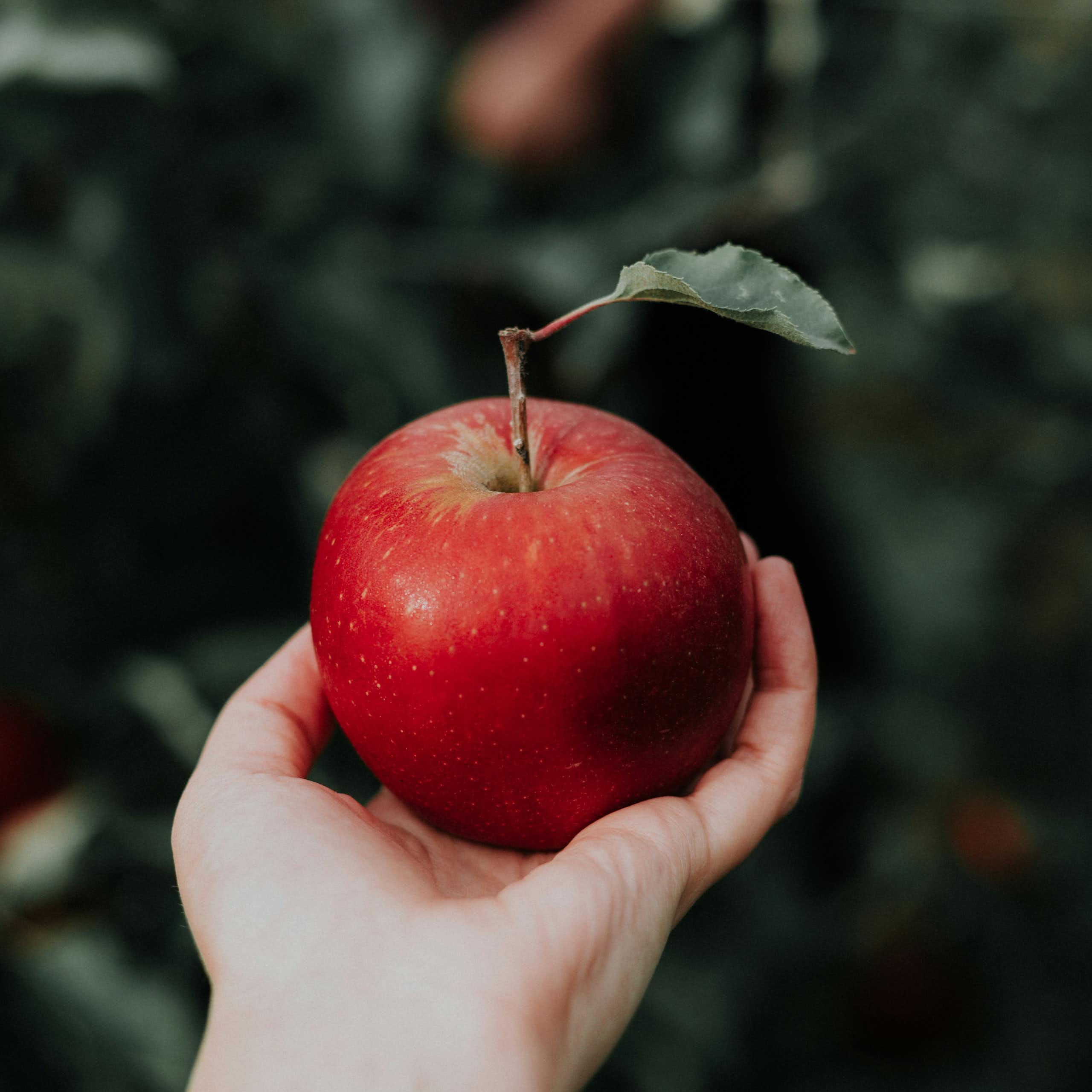 Close up shot of a hand holding a red apple.