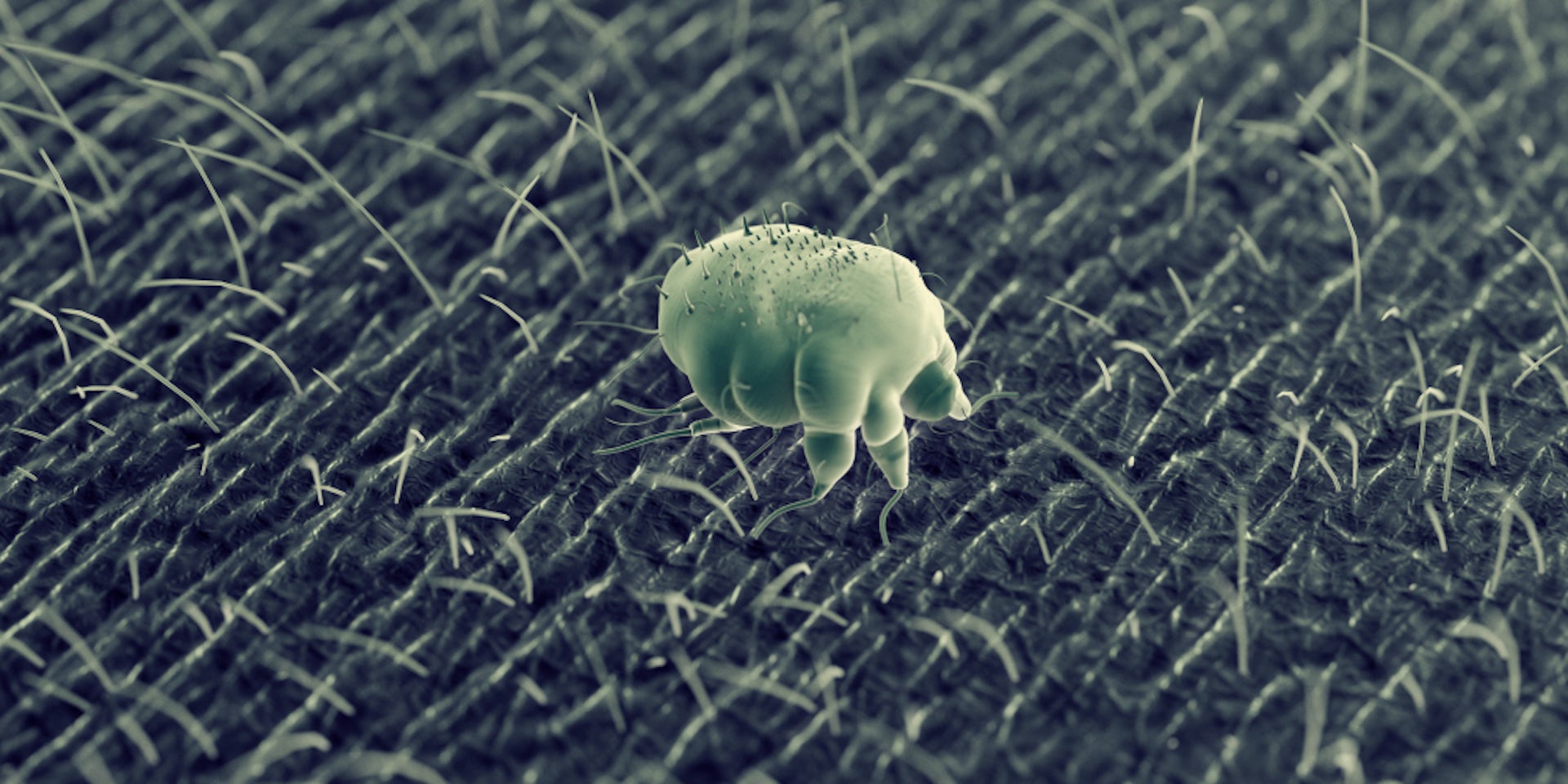 A scabies mite on human skin.