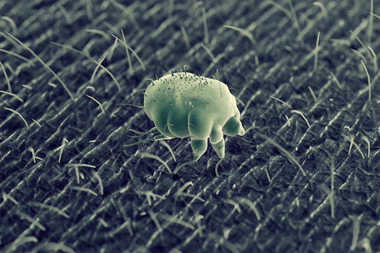 A scabies mite on human skin.