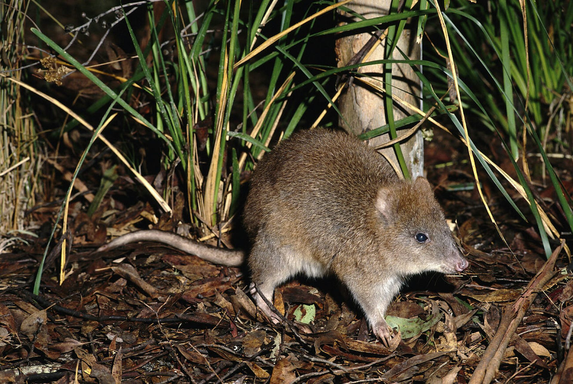 Potoroos digging for ‘truffles’ keep their forests healthy – but for how long?