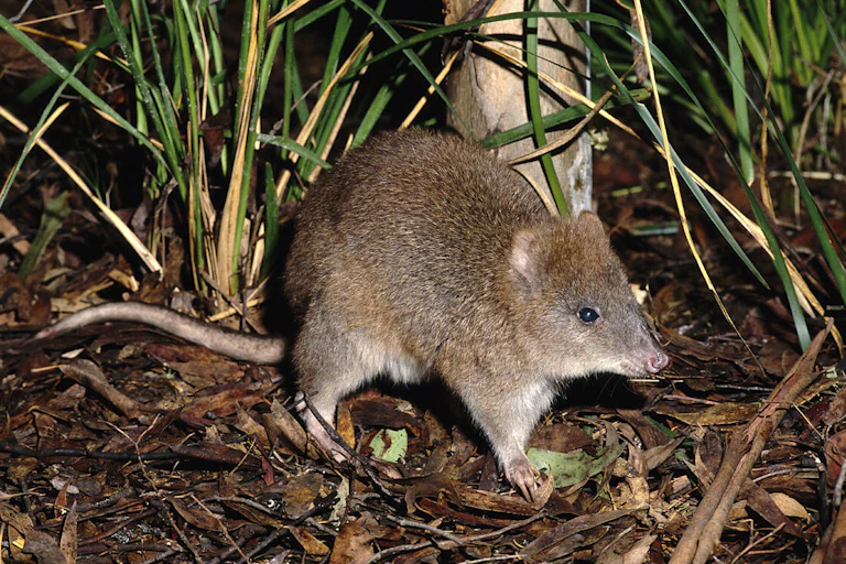 long-footed potoroo