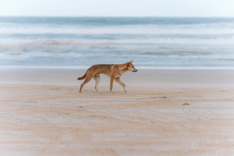 A dingo walks along a beach in front of the sea