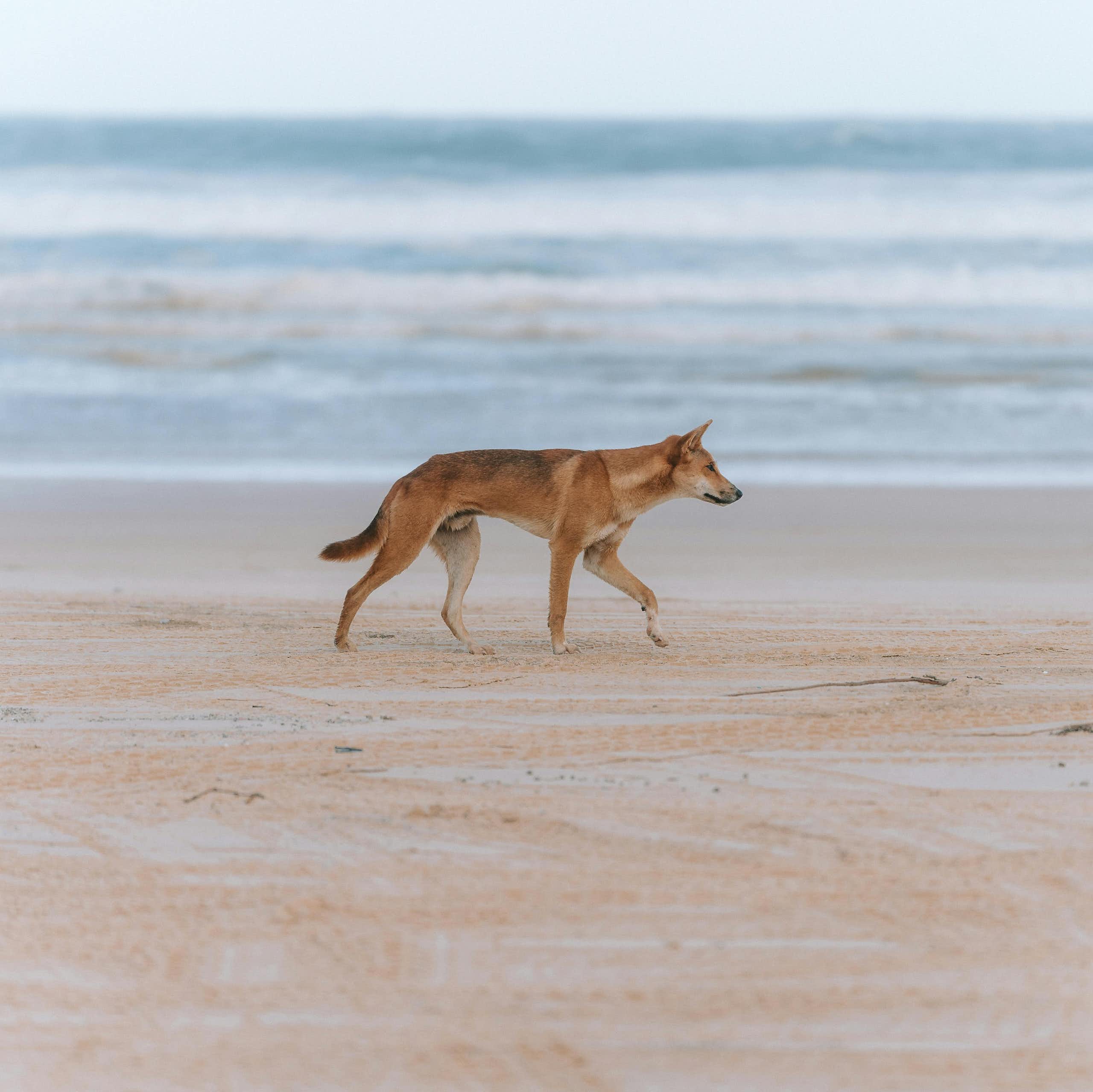 A dingo walks along a beach in front of the sea