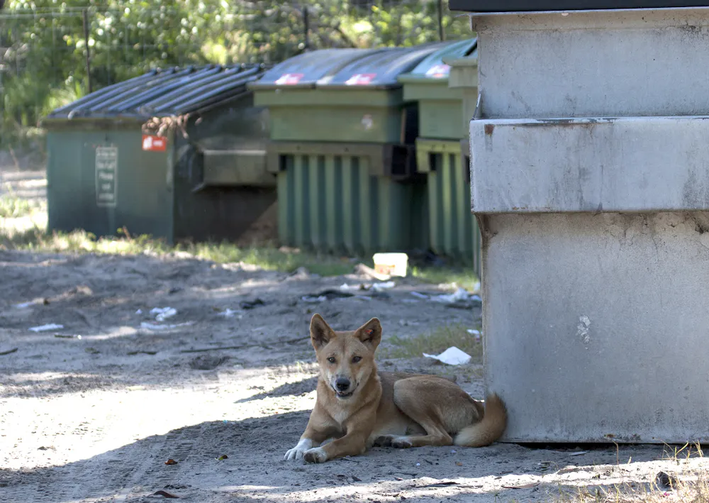 Dingo Incanada Tragic Death of Canadian Backpacker Prompts Dingo Cull. Here's Why It's ...