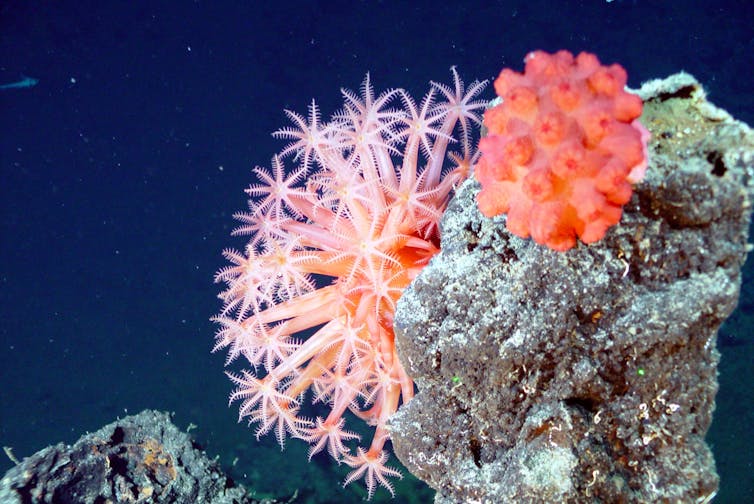 A bright pink, soft coral attached to a grey seafloor mount.