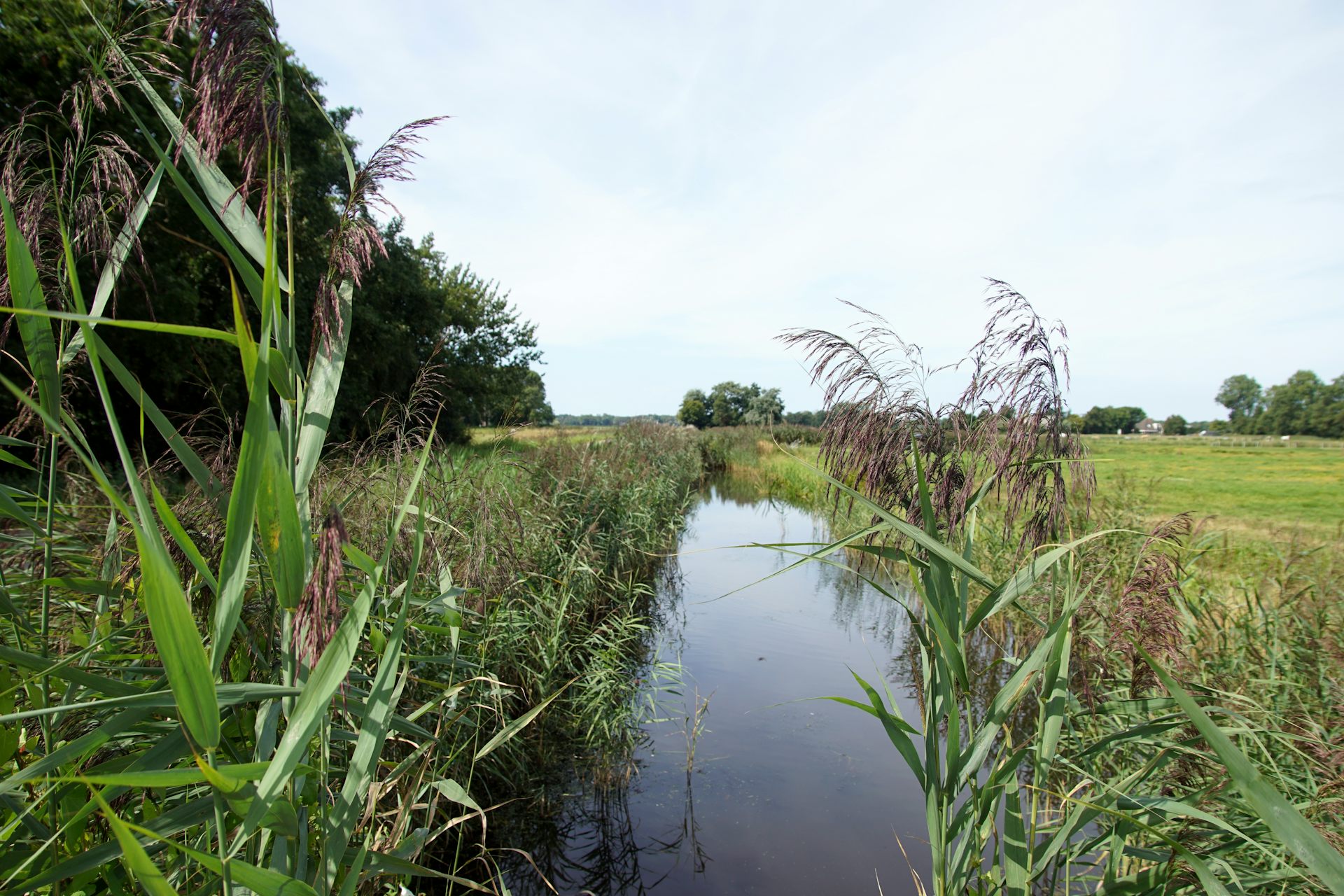 How to cut harmful emissions from ditches and canals – new research