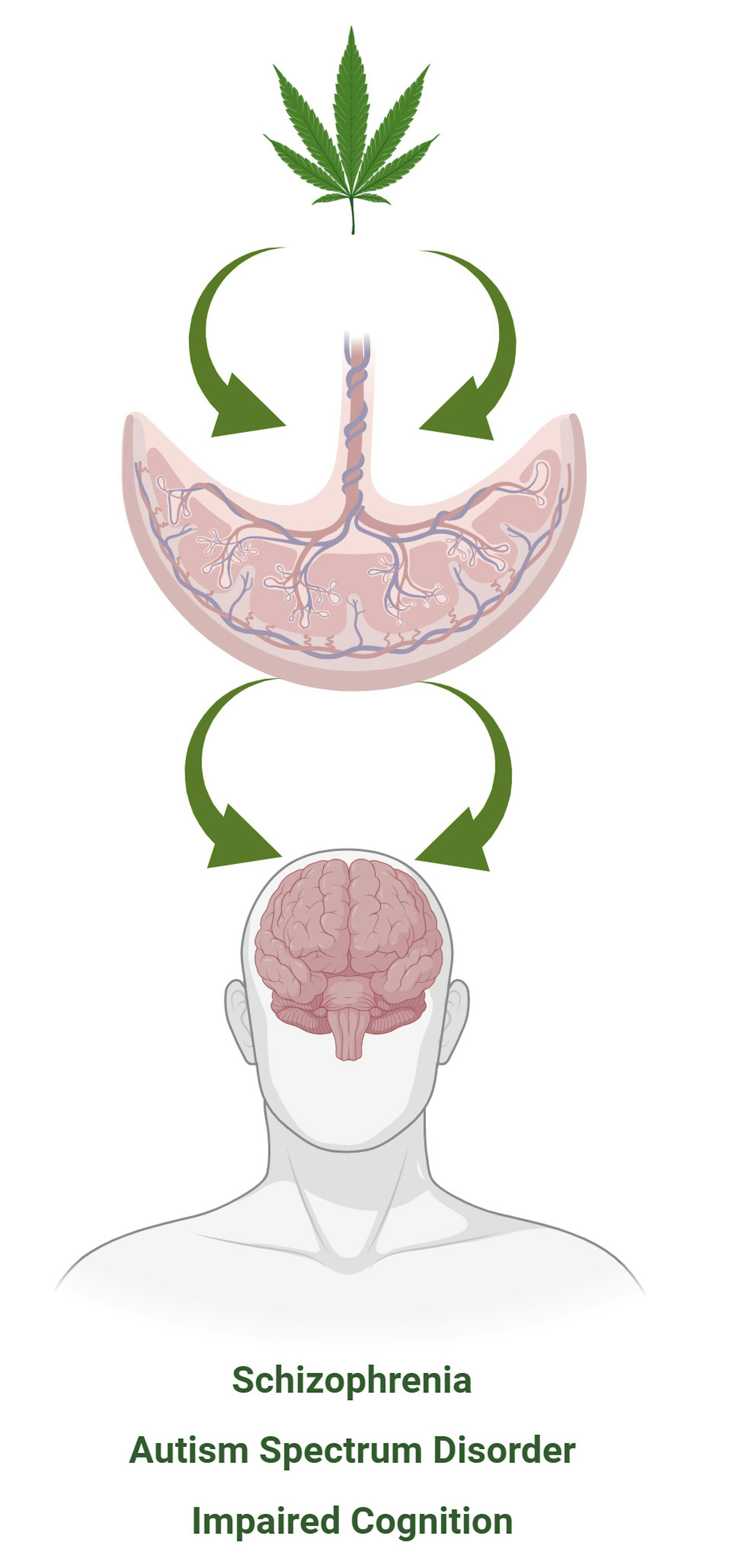 Diagrama de hoja de cannabis, placenta y cerebro.