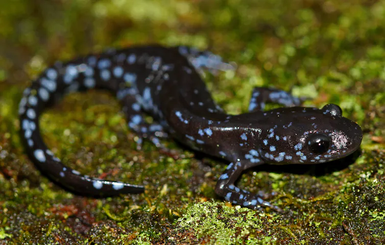 A blue-spotted salamander on top some moss