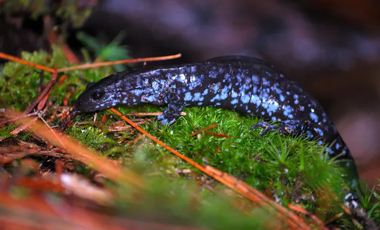A blue-spotted salamander on top some moss