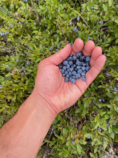 photo of bluberries in a person's hand