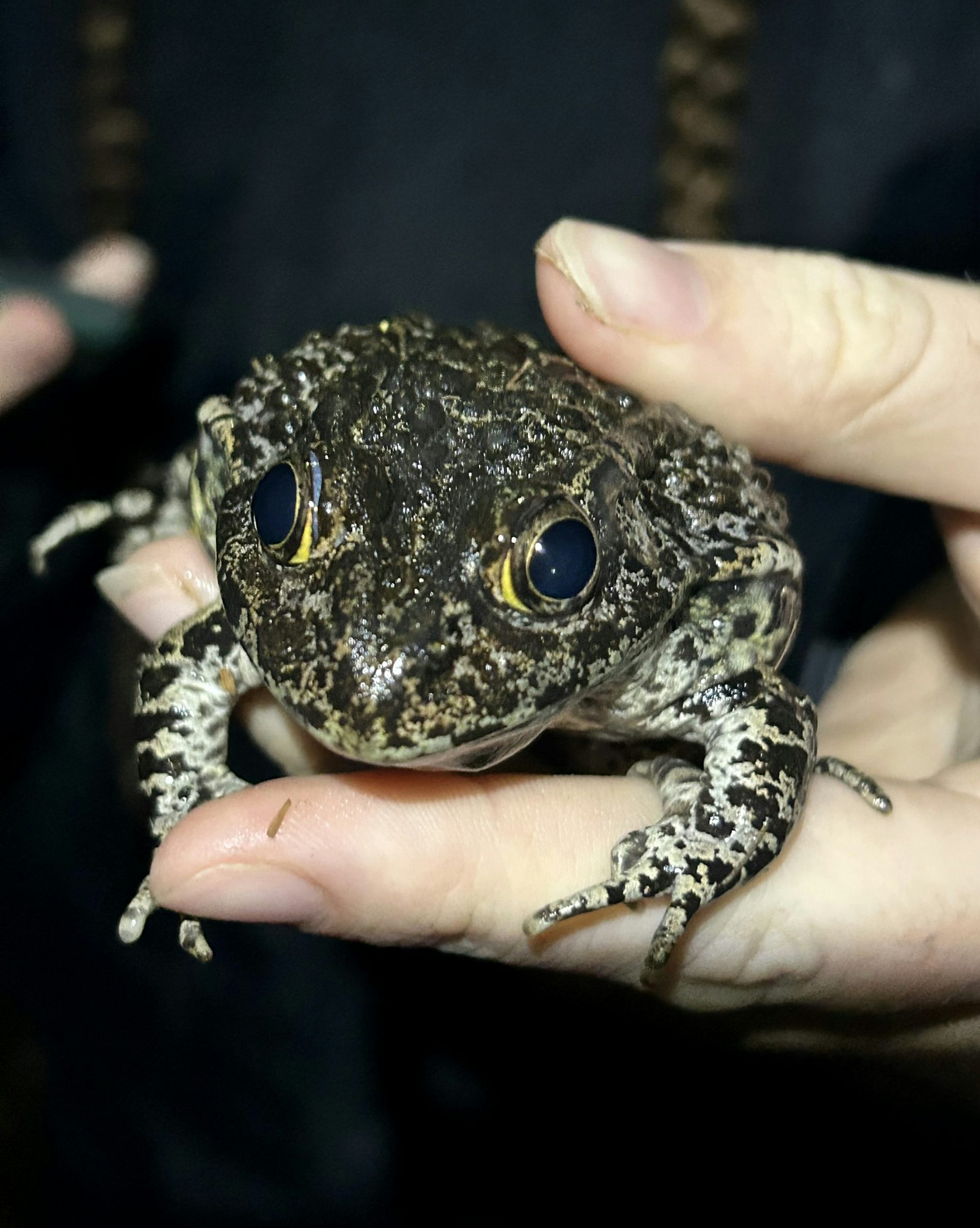 A medium sized spotted frog with golden eyes held up to a camera.