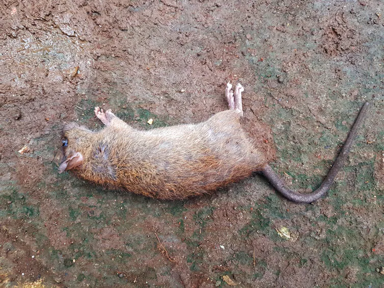 Close-up of dead rat on a rock.