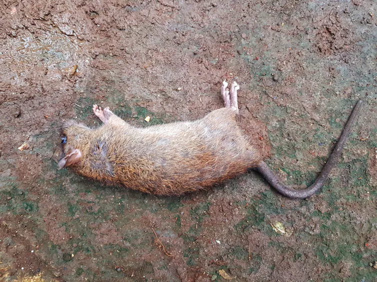 Close-up of dead rat on a rock.