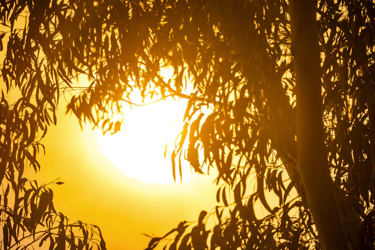 intense sun seen through gum leaves, bushfire smoke.