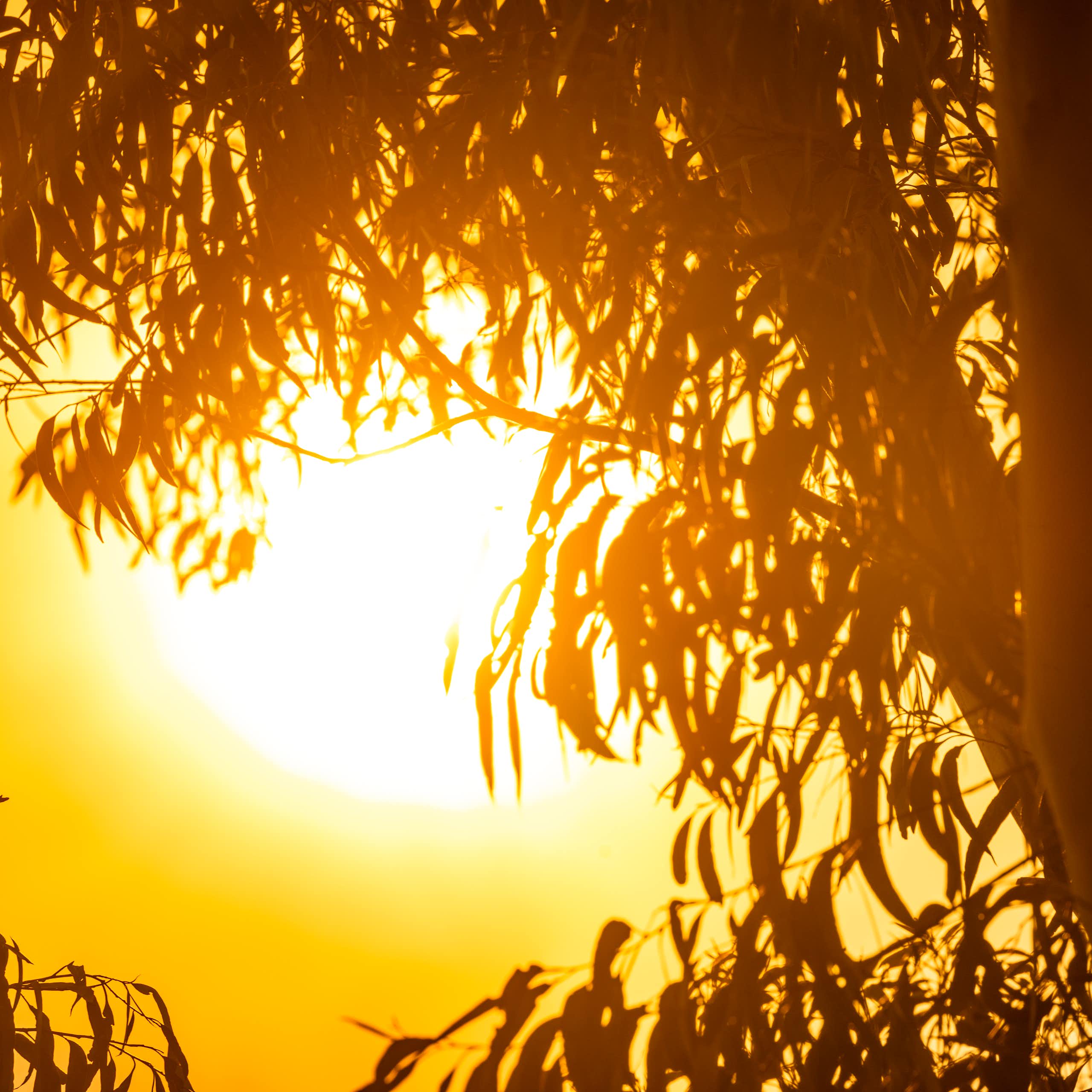 intense sun seen through gum leaves, bushfire smoke.
