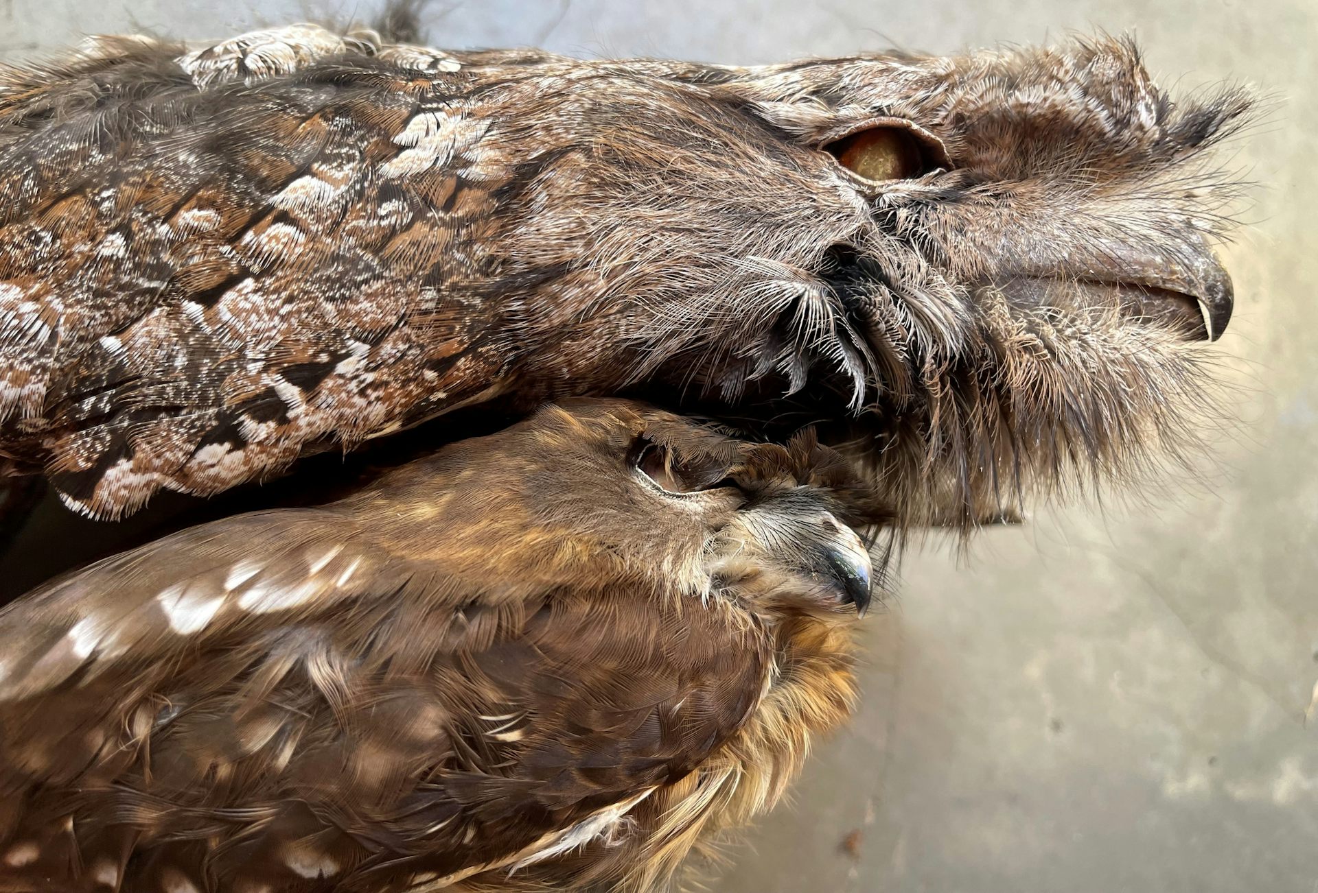 Household rat poisons found to be ‘unacceptable risk’ to native animals. So why aren’t they banned?