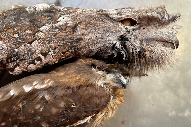 A dead Australian boobook owl and tawny frogmouth owl lie on a table. They will be tested for poisoning.