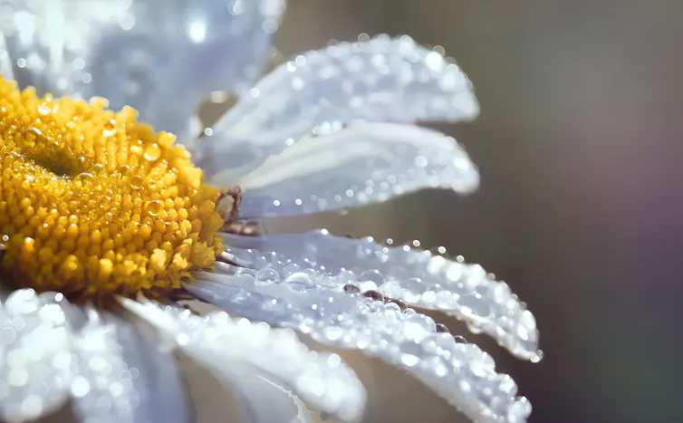 Close up of wet daisy