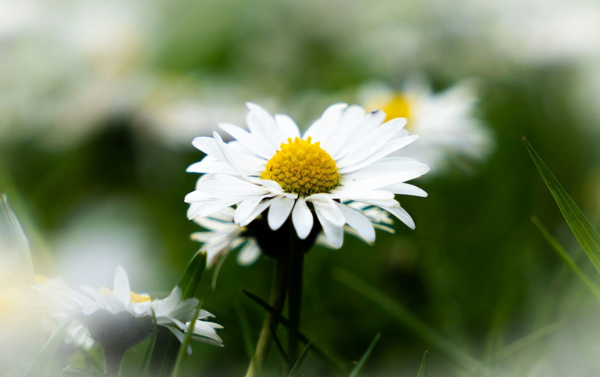 Common daisy in field.