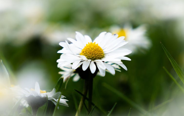 Common daisy in field.
