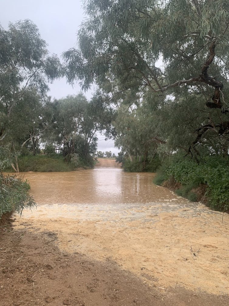 Brown water rushing in a tree-lined creekbed.